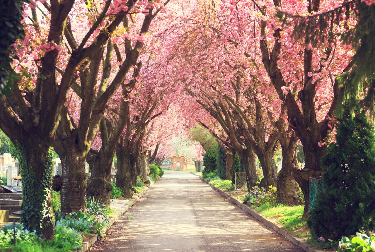 Spring